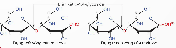 Tại sao saccharose chỉ tồn tại ở dạng mạch vòng 