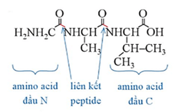 Viết cấu tạo của tripeptide Gly – Ala – Val trang 44 Hóa học 12