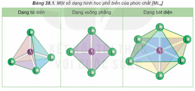 Hãy xác định số lượng phối tử L trong phân tử hoặc ion phức chất ứng với mỗi dạng hình học