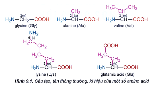 Hãy nhận xét đặc điểm chung về cấu tạo của các amino acid dưới đây