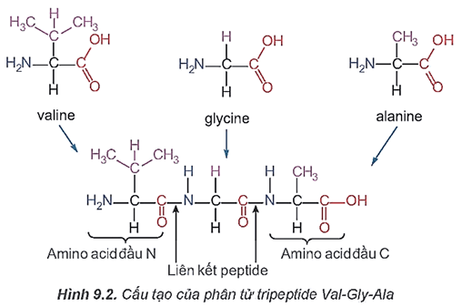 Một tripeptide có cấu tạo như sau trang 44 Hóa học 12