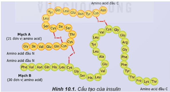 Insulin, một loại hormone thuộc loại protein, được sản sinh bởi tuyến tuỵ, có chức năng điều hoà