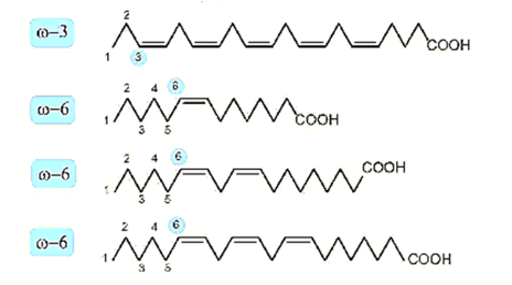 Lý thuyết Hóa học 12 Bài 1: Ester - Lipid | Kết nối tri thức