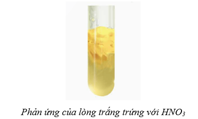 Lý thuyết Hóa học 12 Bài 10: Protein và enzyme | Kết nối tri thức