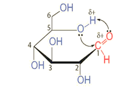 Lý thuyết Hóa học 12 Bài 4: Giới thiệu về carbohydrate. Glucose và fructose | Kết nối tri thức