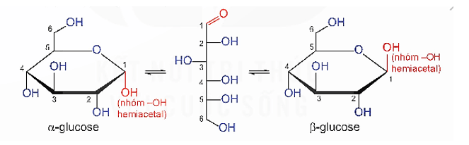 Lý thuyết Hóa học 12 Bài 4: Giới thiệu về carbohydrate. Glucose và fructose | Kết nối tri thức