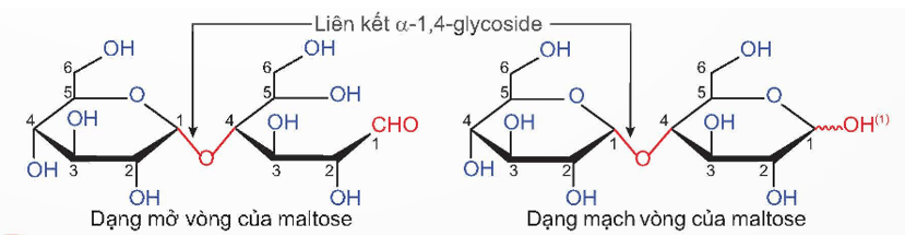 Lý thuyết Hóa học 12 Bài 5: Saccharose và maltose | Kết nối tri thức