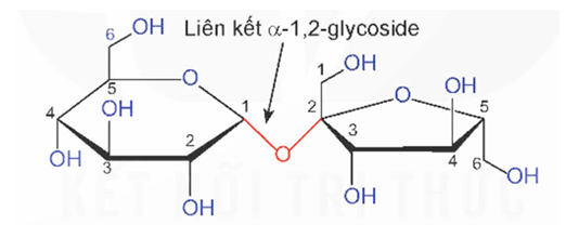 Lý thuyết Hóa học 12 Bài 5: Saccharose và maltose | Kết nối tri thức