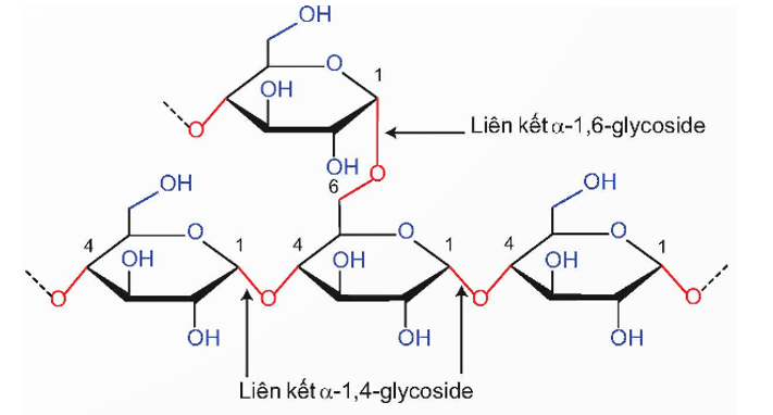 Lý thuyết Hóa học 12 Bài 6: Tinh bột và cellulose | Kết nối tri thức