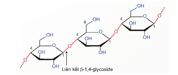 Lý thuyết Hóa học 12 Bài 6: Tinh bột và cellulose | Kết nối tri thức