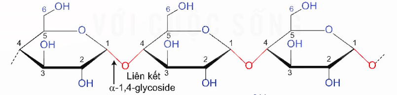 Lý thuyết Hóa học 12 Bài 6: Tinh bột và cellulose | Kết nối tri thức