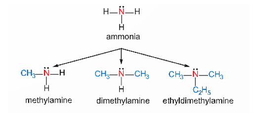 Lý thuyết Hóa học 12 Bài 8: Amine | Kết nối tri thức