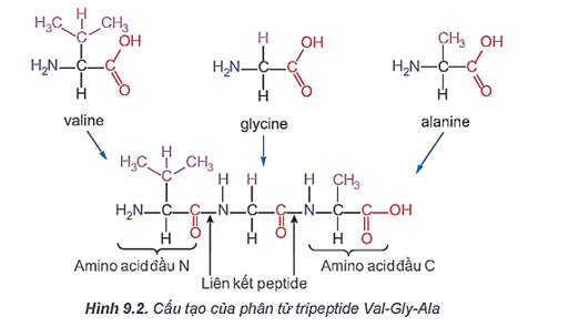 Lý thuyết Hóa học 12 Bài 9: Amino acid và peptide | Kết nối tri thức