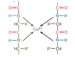 Lý thuyết Hóa học 12 Bài 9: Amino acid và peptide | Kết nối tri thức