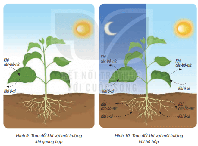 Khoa học lớp 4 Kết nối tri thức Bài 15: Thực vật cần gì để sống