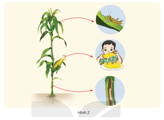 Khoa học lớp 4 Kết nối tri thức Bài 30: Vai trò của thực vật trong chuỗi thức ăn