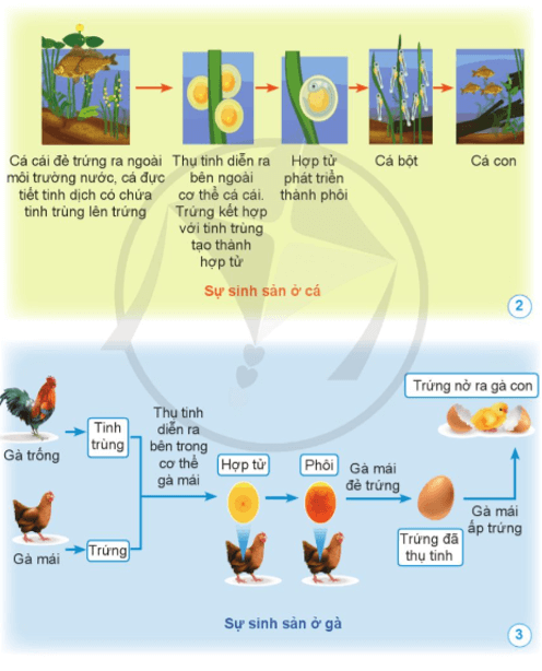 Khoa học lớp 5 Bài 10: Sự sinh sản ở động vật đẻ trứng và động vật đẻ con - Cánh diều