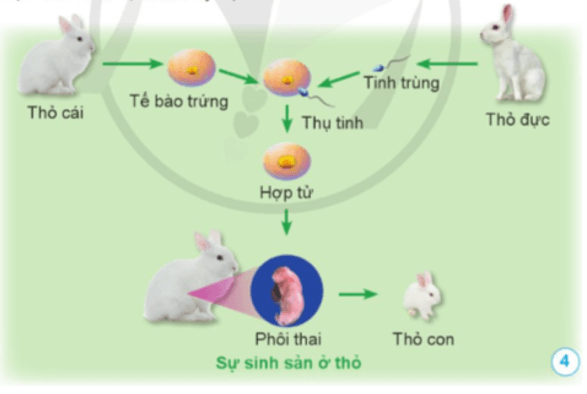 Khoa học lớp 5 Bài 10: Sự sinh sản ở động vật đẻ trứng và động vật đẻ con - Cánh diều