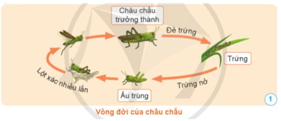 Khoa học lớp 5 Khoa học lớp 5 Bài 11: Vòng đời của động vật đẻ trứng và động vật đẻ con - Cánh diều