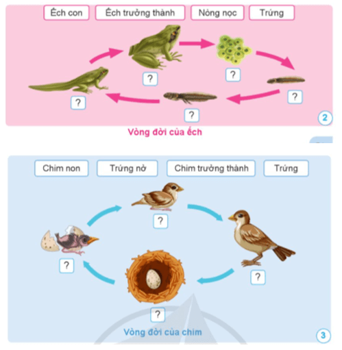 Khoa học lớp 5 Khoa học lớp 5 Bài 11: Vòng đời của động vật đẻ trứng và động vật đẻ con - Cánh diều