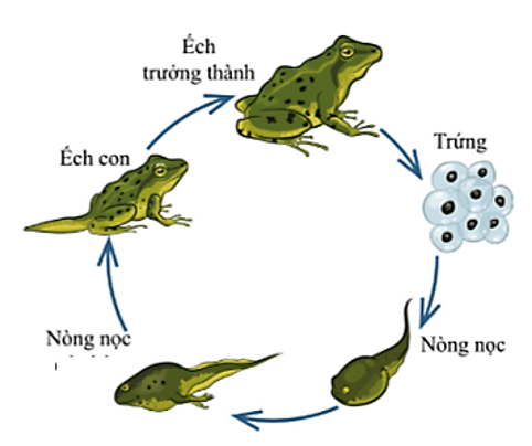 Khoa học lớp 5 Khoa học lớp 5 Bài 11: Vòng đời của động vật đẻ trứng và động vật đẻ con - Cánh diều