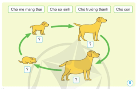 Khoa học lớp 5 Khoa học lớp 5 Bài 11: Vòng đời của động vật đẻ trứng và động vật đẻ con - Cánh diều