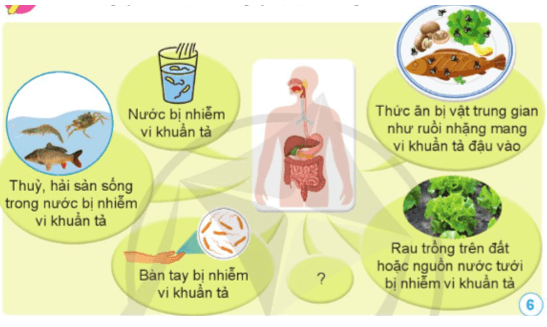 Khoa học lớp 5 Bài 12: Vi khuẩn và vi khuẩn gây bệnh ở người - Cánh diều