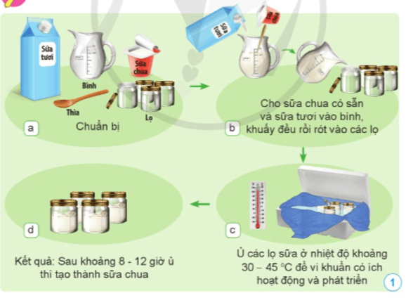 Khoa học lớp 5 Bài 13: Vi khuẩn có ích trong chế biến thực phẩm - Cánh diều