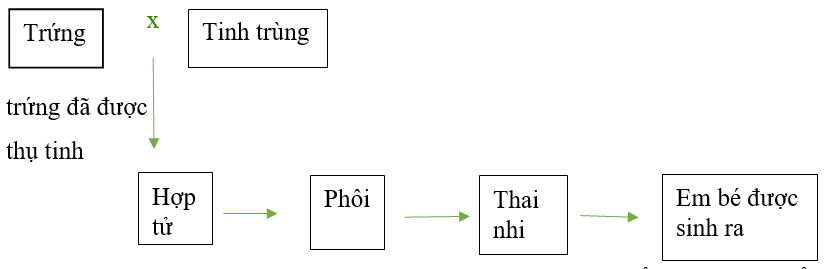 Khoa học lớp 5 Bài 15: Sự sinh sản ở người - Cánh diều