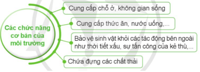 Khoa học lớp 5 Bài 19: Chức năng của môi trường đối với sinh vật - Cánh diều