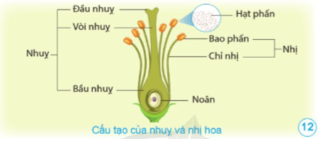 Khoa học lớp 5 Bài 8: Sự sinh sản của thực vật có hoa - Cánh diều