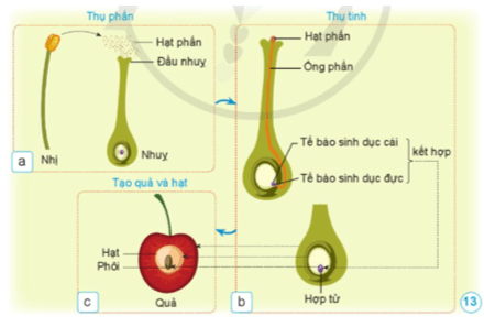 Khoa học lớp 5 Bài 8: Sự sinh sản của thực vật có hoa - Cánh diều