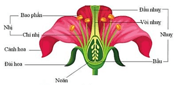 Khoa học lớp 5 Bài 8: Sự sinh sản của thực vật có hoa - Cánh diều