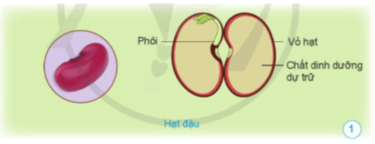 Khoa học lớp 5 Bài 9: Sự lớn lên và phát triển của thực vật có hoa - Cánh diều