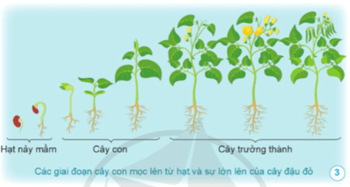 Khoa học lớp 5 Bài 9: Sự lớn lên và phát triển của thực vật có hoa - Cánh diều