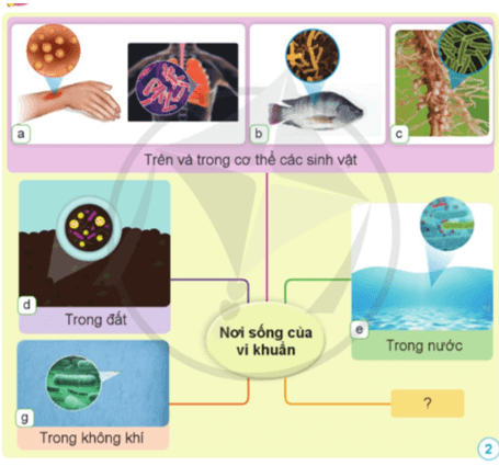 Khoa học lớp 5 trang 56 Cánh diều