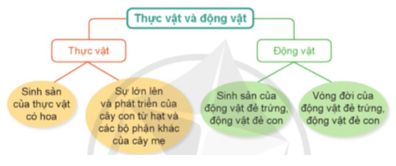 Khoa học lớp 5 Ôn tập chủ đề Thực vật và động vật - Cánh diều