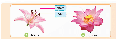 Khoa học lớp 5 Chân trời sáng tạo Bài 13: Sự sinh sản của thực vật có hoa