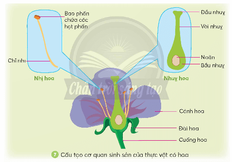 Khoa học lớp 5 Chân trời sáng tạo Bài 13: Sự sinh sản của thực vật có hoa