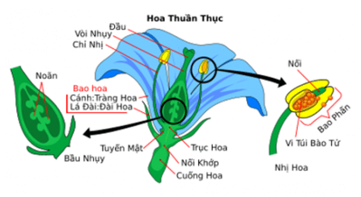 Khoa học lớp 5 Chân trời sáng tạo Bài 13: Sự sinh sản của thực vật có hoa