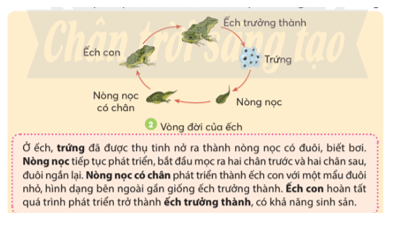 Khoa học lớp 5 Chân trời sáng tạo Bài 16: Sự lớn lên và phát triển của động vật