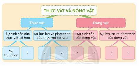 Khoa học lớp 5 Chân trời sáng tạo Bài 17: Ôn tập chủ đề Thực vật và động vật