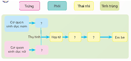 Khoa học lớp 5 Chân trời sáng tạo Bài 23: Sự sinh sản ở người