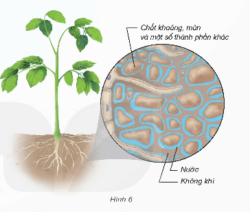  Khoa học lớp 5 Bài 1: Thành phần và vai trò của đất đối với cây trồng - Kết nối tri thức