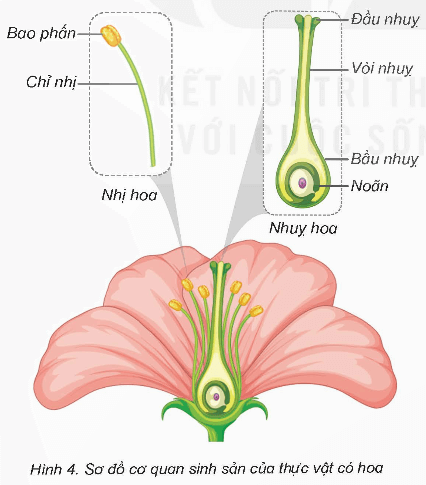 Khoa học lớp 5 Bài 13: Sinh sản của thực vật có hoa - Kết nối tri thức