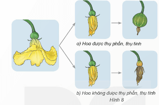 Khoa học lớp 5 Bài 13: Sinh sản của thực vật có hoa - Kết nối tri thức