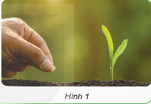 Khoa học lớp 5 Bài 14: Sự phát triển của cây con - Kết nối tri thức