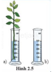 Em hãy sử dụng hai ống đong giống nhau có chia độ a/ và b/. Cắm cành cây tươi