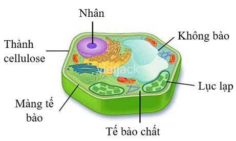 Tế bào là gì Cấu tạo và chức năng của tế bảo Sinh học lớp 6