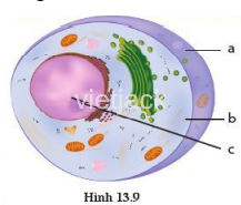 Bài 19 Cấu tạo và chức năng các thành phần của tế bào  KHTN lớp 6